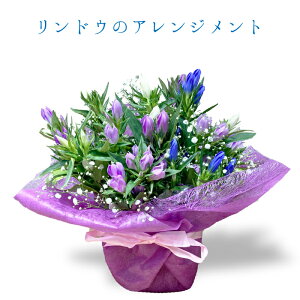生花 リンドウ 誕生日の人気商品 通販 価格比較 価格 Com 生花 リンドウ 誕生日の人気商品 通販 価格比較 価格 Com