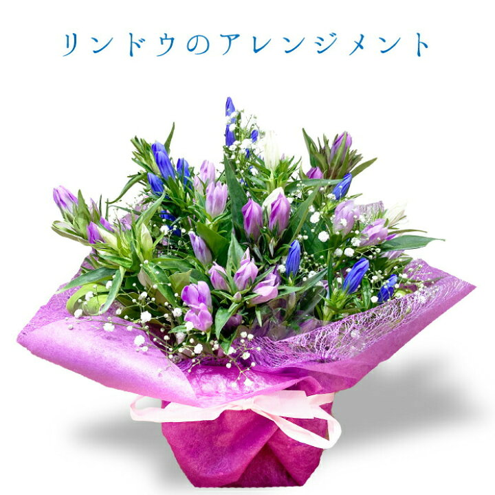 楽天市場 お盆 お彼岸 敬老の日 リンドウ りんどう 竜胆花 秋 送料無料 アレンジメント アレンジ ラッピング無料 お祝い 誕生日 開業祝い 移転祝い 昇進 就任 還暦 ギフト プレゼント お花のプレゼント フラワーアルスメール lsmeer 楽天市場 お盆 お彼岸 敬老の日 リンドウ りんどう 竜胆花 秋 送料無料 アレンジメント アレンジ ラッピング無料 お祝い 誕生日 開業祝い 移転祝い 昇進 就任 還暦 ギフト プレゼント お花のプレゼント フラワーアルスメール lsmeer