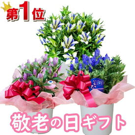 楽天市場 リンドウ 白寿の通販
