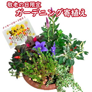 鉢植え アレンジの人気商品 通販 価格比較 価格 Com