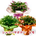 シャコバサボテン 6号鉢 デンマークカクタス 6寸鉢 選べる3色 鉢植え Schlumbergera シャコバサボテン サボテン