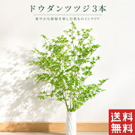 ドウダンツツジ 選べる季節の枝もの 3本 ドウダン 1m程度 生花 アセビ 雲龍柳 7本 ドウダンツツジ 生花 3…