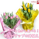 チューリップ 鉢植え 5号 鉢 5寸 生花 春のお花 バレンタインデー ギフト チューリップ鉢植えピンク・イエロー ホワイトデー 卒業 お祝い 卒園 退職