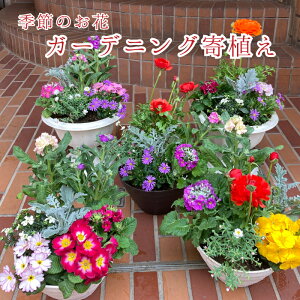結婚祝い 花 鉢植えの人気商品 通販 価格比較 価格 Com 結婚祝い 花 鉢植えの人気商品 通販 価格比較 価格 Com