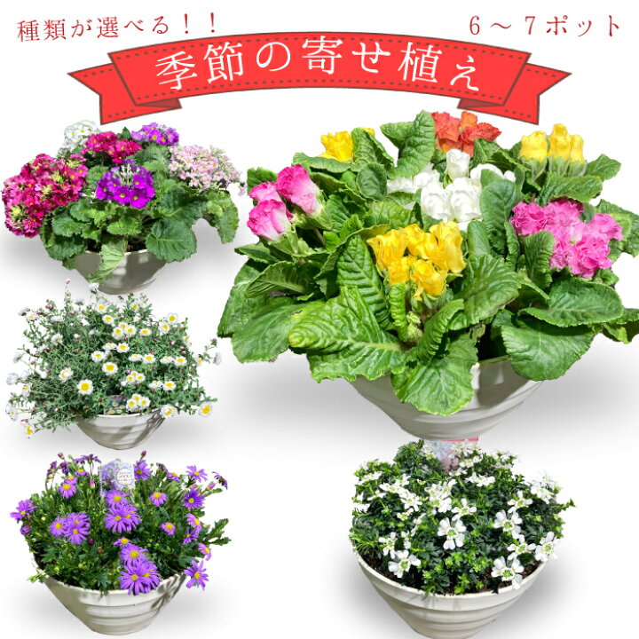 楽天市場 季節の花鉢 寄植え 寄せ植えアレンジ 選べる種類 6 7ポット 鉢 ガーデニング 鉢植え ギフト おしゃれ 誕生日 プレゼント 母 祖母 女性 お花 お誕生日 結婚祝い 新築祝い 友人 結婚記念日 妻 両親 開店祝い 開業祝い 退職祝い 送料無料 フラワーアルスメール