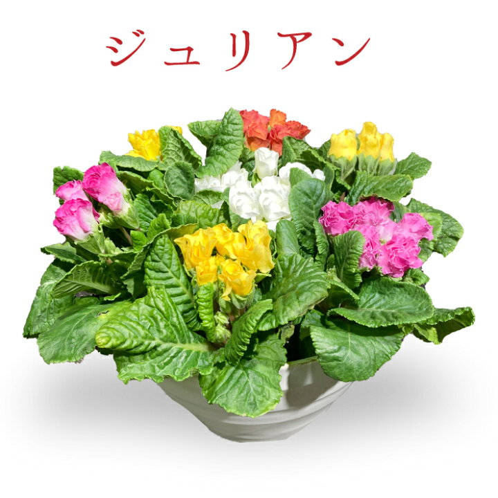 楽天市場 季節の花鉢 寄植え 寄せ植えアレンジ 選べる種類 6 7ポット 鉢 ガーデニング 鉢植え ギフト おしゃれ 誕生日 プレゼント 母 祖母 女性 お花 お誕生日 結婚祝い 新築祝い 友人 結婚記念日 妻 両親 開店祝い 開業祝い 退職祝い 送料無料 フラワーアルスメール
