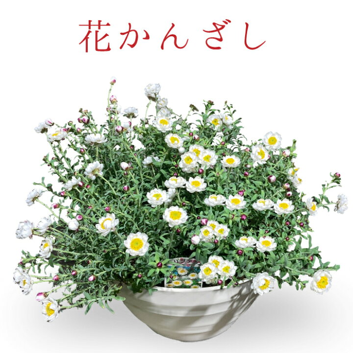 楽天市場 季節の花鉢 寄植え 寄せ植えアレンジ 選べる種類 6 7ポット 鉢 ガーデニング 鉢植え ギフト おしゃれ 誕生日 プレゼント 母 祖母 女性 お花 お誕生日 結婚祝い 新築祝い 友人 結婚記念日 妻 両親 開店祝い 開業祝い 退職祝い 送料無料 フラワーアルスメール
