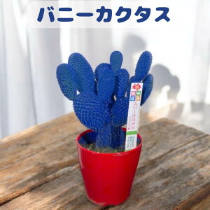 u[ oj[JN^X  3.5 |bg T{e  A CeA O[