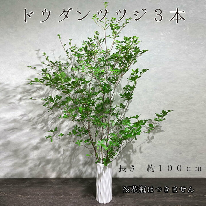 楽天市場 送料無料 選べる季節の枝もの ドウダンツツジ 生花 3本 花束 送料無料 花 春 ギフト お祝い 花 誕生日 プレゼント 女性 祖母 母 フラワーギフト 送別会 退職祝い 定年 男性 上司 合格祝い 卒業祝い お花 卒業式 おうち花見 フラワーアルスメール lsmeer