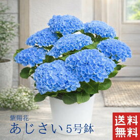 あじさい 紫陽花 アジサイ 5号 5寸 ブルー 父の日 ギフト プレゼント 玉あじさい 5号鉢 選べる種類 鉢 生花 鉢植え 送料無料 贈り物 送料無料