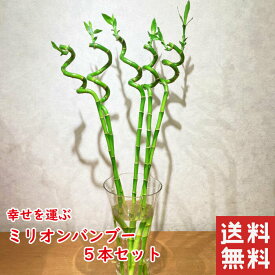 ミリオンバンブー 生花 7本 70cm 切り花 インテリア スパイラルバンブー インテリアグリーン おしゃれ 送料無料 花 ギフト お祝い 花 誕生日 プレゼント 女性 祖母 母 フラワーギフト