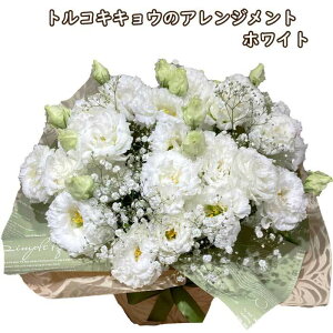 gRLLE AWg VATXgR zCg  킢  i  v[g  AW VbN     c `  a j t[ Mtg a