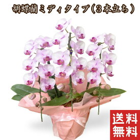 花 10000円 ミニ 胡蝶蘭 コチョウラン ミディ 胡蝶蘭 誕生日 お祝い 鉢植え 花 ギフト プレゼント ミニ胡蝶蘭 鉢花 鉢花 義母 誕生日プレゼント お供え お悔やみ 花 退職祝い 女性 還暦祝い 喜寿祝い 米寿 卒寿 古希 祝い おしゃれ 開店祝い 引っ越し祝い 新築祝い 友人