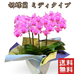 ミニ 胡蝶蘭 コチョウラン ミディ 胡蝶蘭 お供え お悔やみ 花 お祝い 鉢植え 花 ギフト プレゼント ミニ胡蝶蘭 鉢花 鉢花 義母 誕生日プレゼント 退職祝い 女性 還暦祝い 喜寿祝い 米寿 卒寿