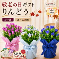 敬老の日 花 ギフト リンドウ りんどう プレゼント 孫 ブルー ピンク プレゼント 鉢植え 送る 色が選べる…