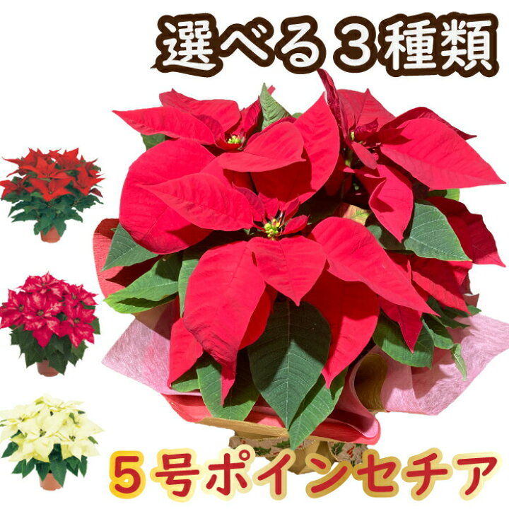 楽天市場 ご予約 ポインセチア 送料無料 選べる５種類 鉢植え 赤系 5号 5寸 クリスマス プレゼント 花 冬の花 フラワーギフト 花ギフト クリスマスパーティー ポインセチア 鉢植え クリスマスギフト 贈り物 ギフト 誕生日 記念日 お祝いクリスマス プレゼント