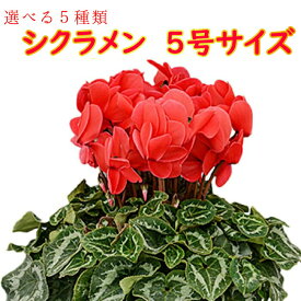 楽天市場 五寸 鉢 花 観葉植物 花 ガーデン Diy の通販