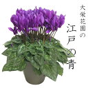 シクラメン 江戸の青 大栄 花園 ブルー 青 シクラメン 希少 青 ブルー 紫 シクラメン 5号 お歳暮 花 シクラメン ギフト 鉢 花鉢 お歳暮ギフト 鉢花 ギフト 冬 鉢植え 花 クリスマス 誕生日 プレゼント 女性 母 記念日 開店祝い お祝い お花