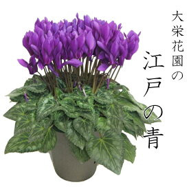 楽天市場 ブルー シクラメンの通販