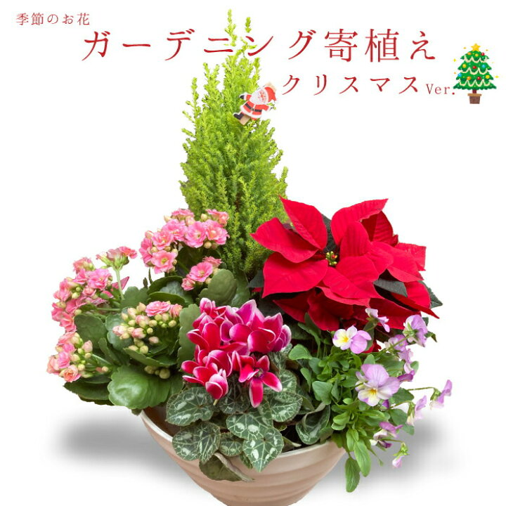 楽天市場 季節の寄植え 鉢 ガーデニング クリスマス ポインセチア シクラメン 花 鉢植え ギフト 秋 おしゃれ 誕生日 プレゼント 母 祖母 女性 お花 お誕生日 結婚祝い 新築祝い 友人 結婚記念日 妻 両親 開店祝い 開業祝い 退職祝い 送料無料 フラワーアルスメール