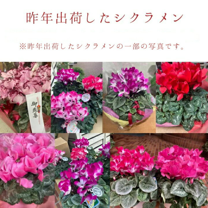 楽天市場 シクラメン 6号 鉢 送料無料 最高級シクラメン ビクトリア鉢花 6号 選べる種類 お歳暮 花 ギフト 誕生日 プレゼント 鉢植え 花鉢 フラワー 生花 クリスマス 自宅用 メッセージ 6寸 季節の花 季節の花鉢 おしゃれ 贈り物 花ギフト 誕生日プレゼント 結婚 北海道