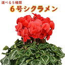 シクラメン 6号 鉢植え 送料無料 最高級シクラメン ビクトリア鉢花 6号 お歳暮 花 ギフト 誕生日 プレゼント 鉢植え 花鉢 フラワー 生花 クリスマス 自宅用 メッセージ 6寸 季節の花 季節の花鉢 おしゃれ 贈り物 花ギフト 誕生日プレゼント