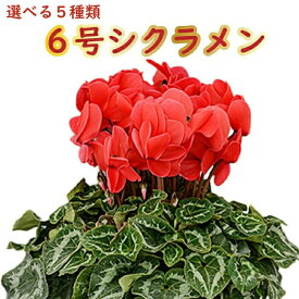 シクラメン 6号 鉢植え 送料無料 最高級シクラメン ビクトリア鉢花 6号 お歳暮 花 ギフト 誕生日 プレゼント 鉢植え 花鉢 フラワー 生花 クリスマス 自宅用 メッセージ 6寸 季節の花 季節の花鉢 おしゃれ 贈り物 花ギフト 誕生日プレゼント