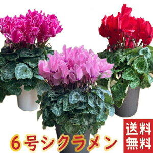 VN 6 6 ō  Iׂ  Mtg a v[g A Ԕ t[  NX}X p bZ[W  6 G߂̉ G߂̉Ԕ  蕨 