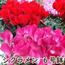 シクラメン 6号 鉢 送料無料 最高級シクラメン ビクトリア鉢花 6号 選べる種類 お歳暮 花 ギフト 誕生日 プレゼント 鉢植え 花鉢 フラワー 生花 クリスマス 自宅用 メッセージ 6寸 季節の花 季節の花鉢 おしゃれ 贈り物 花ギフト 誕生日プレゼント 結婚 北海道配送可