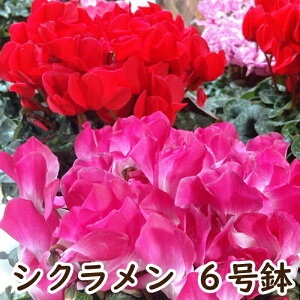 VN 6   ōVN rNgA 6 Iׂ Ε  Mtg a v[g A Ԕ t[  NX}X p bZ[W 6 G߂̉ G