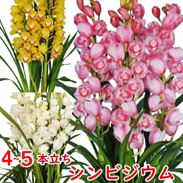 楽天市場 シンビジューム 5本立ち 洋蘭 シンビジウム 花 鉢 冬の洋蘭 フラワーギフト プレゼント 贈り物 お祝い お供え 誕生日 開店祝い 移転祝い 就任 昇進花 退職祝い 還暦祝い 鉢花 フラワーアルスメール lsmeer