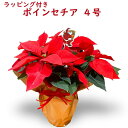 ポインセチア 鉢 ミニ 4号 ギフト ポインセチア 鉢鉢植え ギフト 赤 11鉢 セット 4号鉢 クリスマス 装飾 店舗 飾り 店内ディスプレイ 生花 ラッピング付き 花鉢 セット販売 まとめ買い イベント ディスプレイ 飾り付け セット