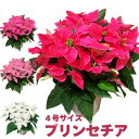 季節の鉢植え 花 ギフト プリンセチア ポインセチア 4号 4寸 鉢 ポインセチア生花 クリスマスリース クリスマスツリー プリンセチア 苗 シクラメン 花ギフト