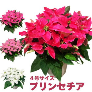 G߂̔A  Mtg vZ`A |CZ`A 4 4  |CZ`A NX}X[X NX}Xc[ vZ`A c VN ԃMtg