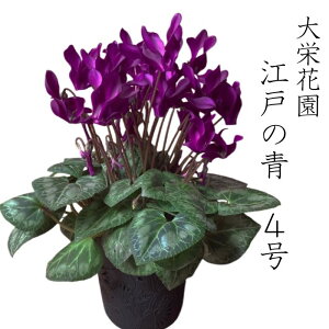 VN ]˂̐ h ԉ u[  VN   u[  VN 4 Ε  VN Mtg  Ԕ ΕMtg  Mtg ~ A  NX}X a v