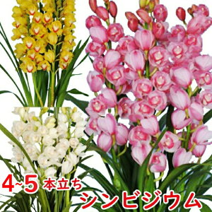 VrW[ 4`5{ m VrWE   ~̗m t[Mtg v[g 蕨 j  a JXj ړ]j AC i ސEj җj 