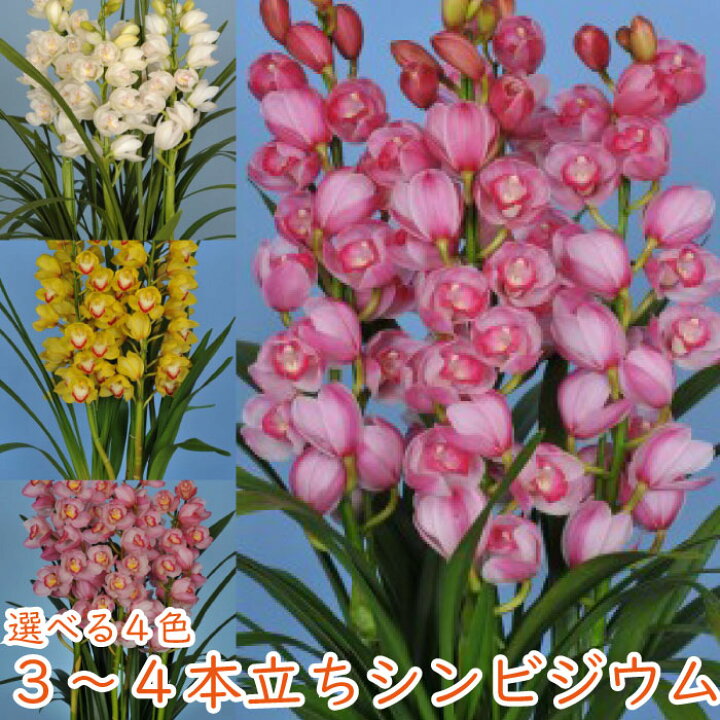 楽天市場 シンビジューム３ ４本立ち 洋蘭 シンビジウム 花 鉢 冬の洋蘭 フラワーギフト プレゼント 贈り物 お祝い お供え 誕生日 開店祝い 移転祝い 就任 昇進花 退職祝い 還暦祝い 鉢花 フラワーアルスメール lsmeer