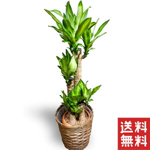 鉢植え 木 花の人気商品 通販 価格比較 価格 Com