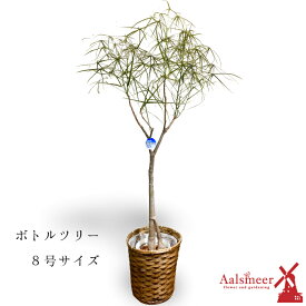 楽天市場 ボトルツリー 観葉植物 花 観葉植物 花 ガーデン Diyの通販