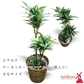 楽天市場 斑入り 観葉植物 種類 植物 ドラセナ 幸福の木 の通販 楽天市場 斑入り 観葉植物 種類 植物 ドラセナ 幸福の木 の通販