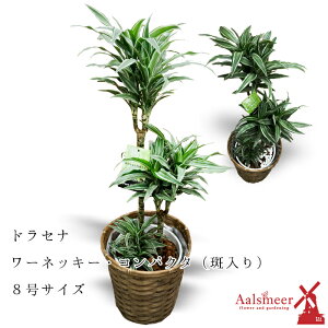 観葉植物 ドラセナ コンパクタの人気商品 通販 価格比較 価格 Com