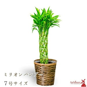 誕生日 観葉植物の人気商品 通販 価格比較 価格 Com