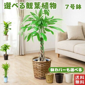 観葉植物 パキラ 幸福の木」の人気商品一覧・価格比較 - 価格.com