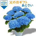 父の日 あじさい 父の日 あじさい 紫陽花 アジサイ 5号 5寸 5号鉢 選べる種類 鉢 生花 鉢植え 送料無料 贈り物 送料無料