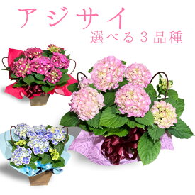 楽天市場 卒業 卒園 ギフト 鉢花 花 観葉植物 花 ガーデン Diyの通販