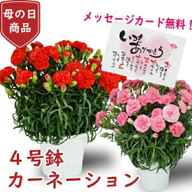 母の日 プレゼント 花 カーネーション 4号 4寸 カーネーション 鉢植えプレゼント 花 ギフト カーネーション 鉢 生花 鉢植えカーネーション お母さん 母 母の日ギフト ギフト 贈り物