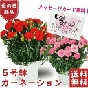 母の日 プレゼント カーネーション 5号 5寸 カーネーション　鉢植え プレゼント 花 ギフト カーネーション 鉢 生花 鉢植え カーネーション 送料無料 お母さん 母 母の日ギフト ギフト 贈り物 送料無料