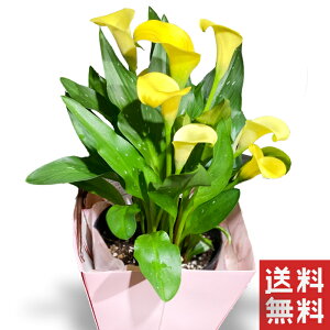 生花 カラー 鉢植えの人気商品 通販 価格比較 価格 Com