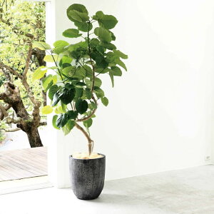 Aؔ  Zg tHIAgGbO(2F) 10 14 31cm 43cm  N[ O[  x[W c [  w̍ RN[g v^[ 킢  Jo[ ^ 
