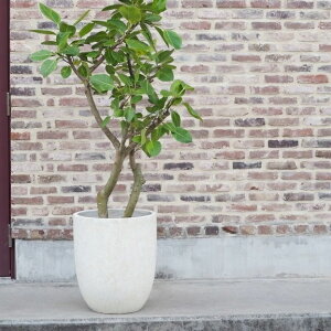 Aؔ  Zg tHIAgGbO(2F) 10 14 31cm 43cm  N[ O[  x[W c [  w̍ RN[g v^[ 킢  Jo[ ^ 